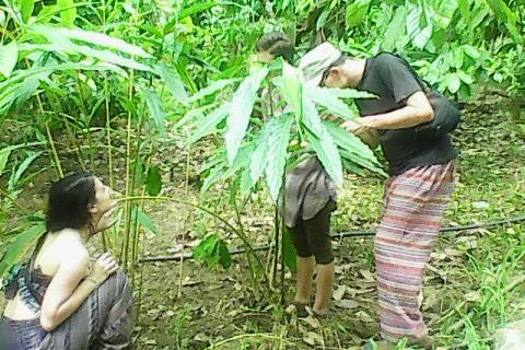 Sunleo Spice Villas & Homestay Munnar Ngoại thất bức ảnh
